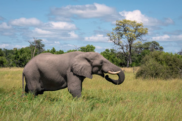 A large male elephant eating grass in a clearing. Image taken in the Okavango Delta, Botswana.	