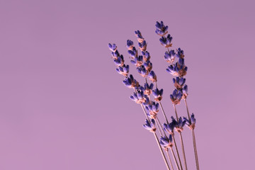 Dried lavender flowers in close-up macro. Isolated with copy space, elegant in design on violet...