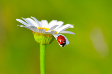 Beautiful ladybug on leaf defocused background © blackdiamond67