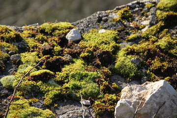 Mousse verte givrée macro