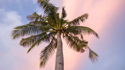 Fototapeta na wymiar Palm tree on sunset sky
