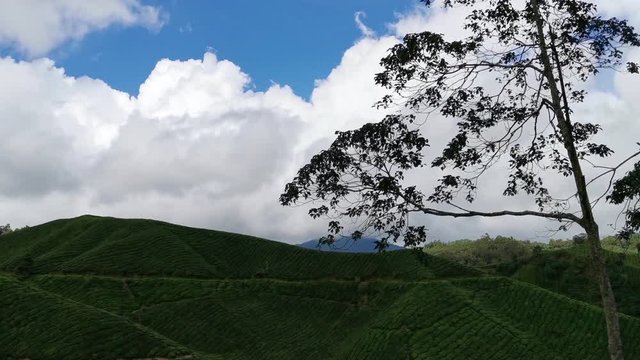 Static and pan to the left hilly tea plantations with blue skies in the background.