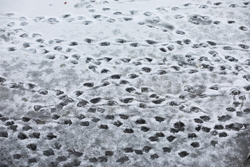 Winter landscape of country fields and roads