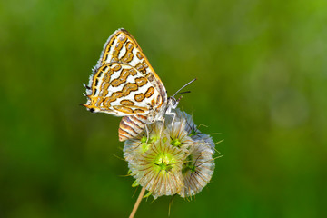Beautiful butterfly sitting on flower in a summer garden