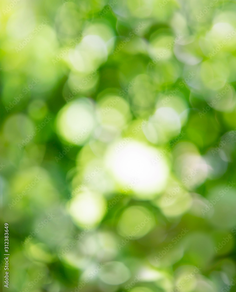 Aufkleber blurry bokeh of green nature forest trees background with defocus of soft light from the sun, abstra