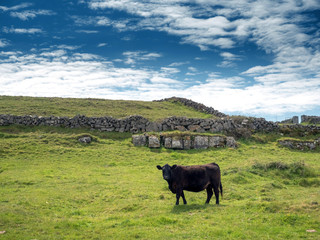 Cow in a field, looking at the viewer, fields separated by dry stone fences, Inishmore, Aran Islands, Ireland, sunny warm day, cloudy sky,