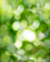 Blurry bokeh of green nature forest trees background with defocus of soft light from the sun, Abstract blurred circular backgdrop for wallpaper. Can use for Spring or Summer banner