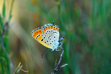 Beautiful butterfly sitting on flower in a summer garden