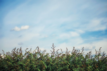 Bright spring greens at dawn in the forest. Nature comes to life in early spring.