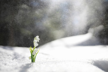 The first spring flower. Snowdrop in the forest. Spring sunny day in the forest.