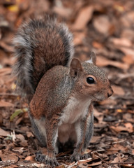 Naklejka na ściany i meble Squirrel close up storing food for winter