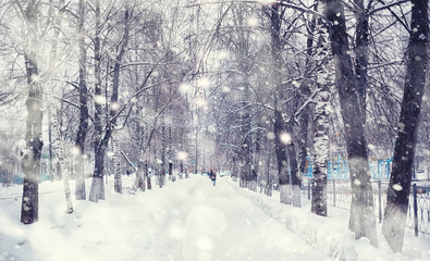 Winter forest landscape. Tall trees under snow cover. January frosty day in the park.