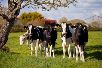 Troupeau de vache dans les champs.