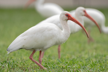 Ibis searching for food in the grass