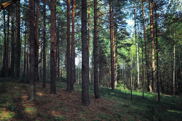 Fototapeta premium Jasne wiosenne zielenie o świcie w lesie. Natura budzi się do życia wczesną wiosną.