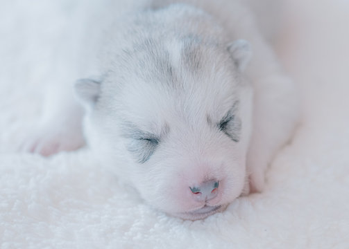 Cute puppy sleeping in a close-up picture