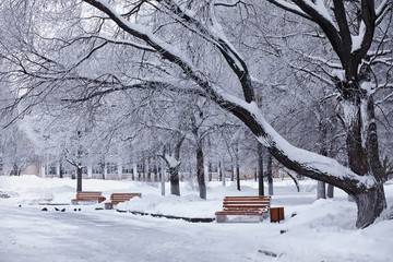 Winter forest landscape. Tall trees under snow cover. January frosty day in the park.
