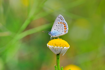 Beautiful butterfly sitting on flower in a summer garden