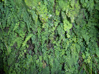 drops of water on green leaves