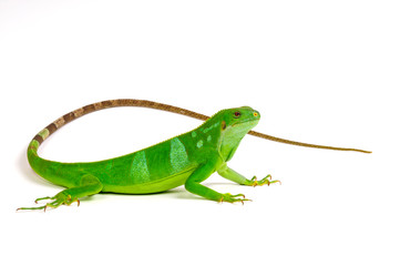 Fidschileguan, Kurzkammleguan / Lau banded iguana (Brachylophus fasciatus) - 