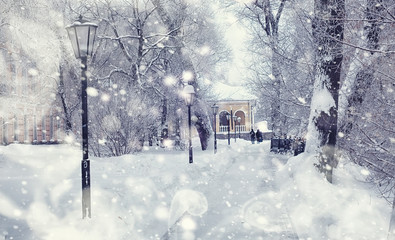 Winter forest landscape. Tall trees under snow cover. January frosty day in the park.