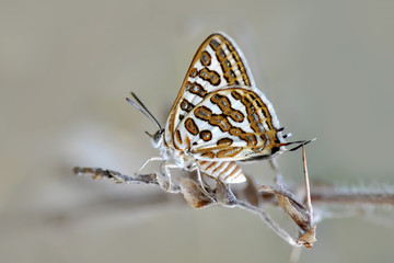 Beautiful butterfly sitting on flower in a summer garden