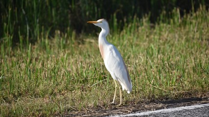 Cattle Egret in the Sun