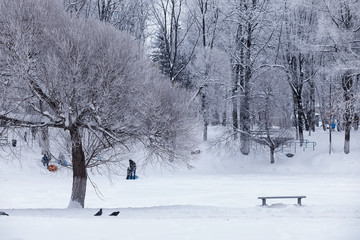 Winter forest landscape. Tall trees under snow cover. January frosty day in the park.