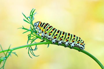 Beautiful Сaterpillar of swallowtail - Stock Image