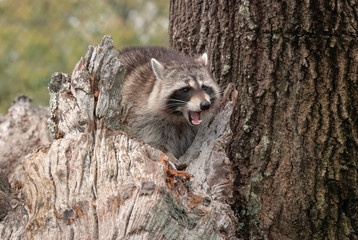 A raccoon sits on a tree log and hisses at the camera. © Lori Labrecque