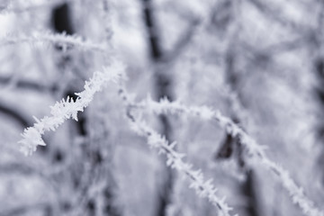 Winter forest landscape. Tall trees under snow cover. January frosty day in the park.