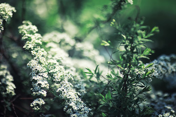 Bright spring greens at dawn in the forest. Nature comes to life in early spring.
