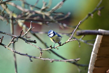 Eurasian blue tit hanging on a seed ball hung on a tree branch