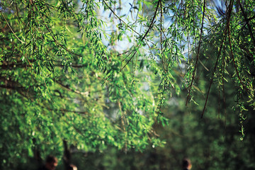 Bright spring greens at dawn in the forest. Nature comes to life in early spring.