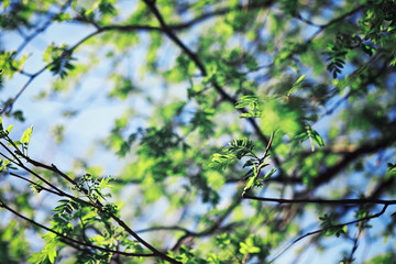 Bright spring greens at dawn in the forest. Nature comes to life in early spring.
