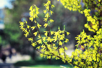 Bright spring greens at dawn in the forest. Nature comes to life in early spring.