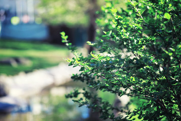 Bright spring greens at dawn in the forest. Nature comes to life in early spring.