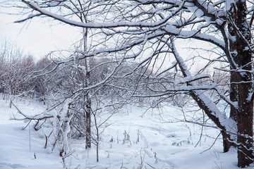 Winter forest landscape. Tall trees under snow cover. January frosty day in the park.
