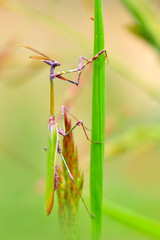 Close up of pair of Beautiful European mantis ( Mantis religiosa )