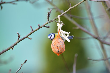 Eurasian blue tit hanging on a seed ball hung on a tree branch