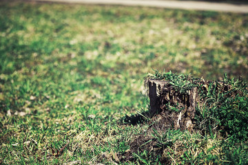 Bright spring greens at dawn in the forest. Nature comes to life in early spring.