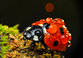 Beautiful ladybug on leaf defocused background