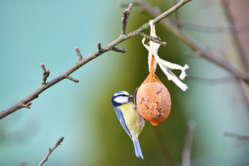 Eurasian blue tit hanging on a seed ball hung on a tree branch © Pavol Klimek