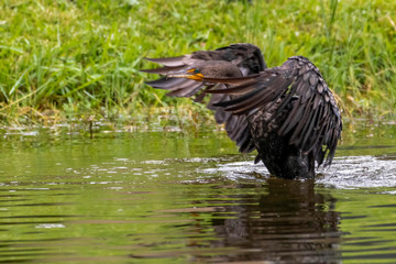Cormorant flapping his wings in a pond