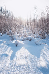 Winter forest landscape. Tall trees under snow cover. January frosty day in the park.