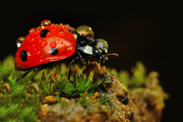 Beautiful ladybug on leaf defocused background