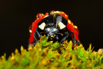 Beautiful ladybug on leaf defocused background