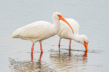 Ibises in the shallow water of a lake