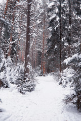 Winter forest landscape. Tall trees under snow cover. January frosty day in the park.
