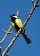 great tit singing
